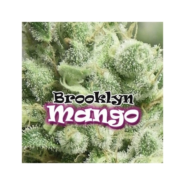 Brooklyn Mango (Dr. Underground) feminizowane