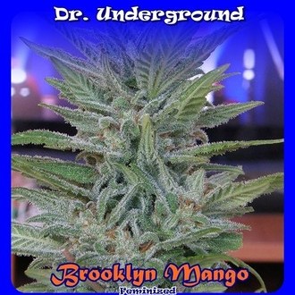 Brooklyn Mango (Dr. Underground) feminizowane