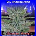 Brooklyn Mango (Dr. Underground) feminizowane