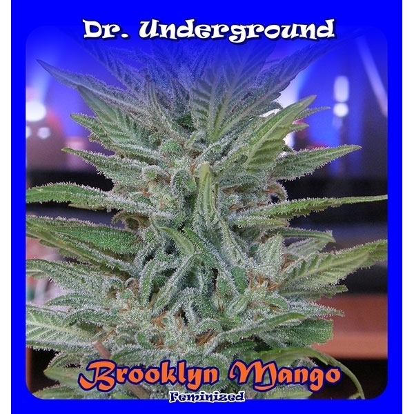 Brooklyn Mango (Dr. Underground) feminizowane
