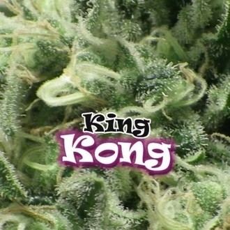King Kong (Dr. Underground) feminizowane