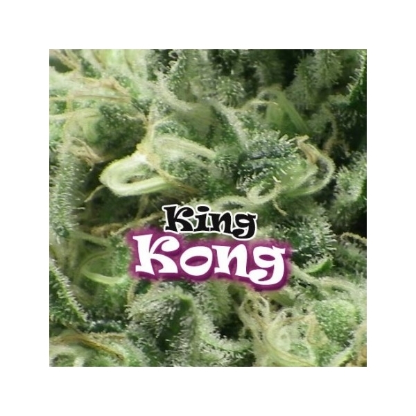 King Kong (Dr. Underground) feminizowane