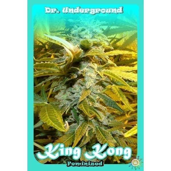 King Kong (Dr. Underground) feminizowane