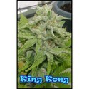 King Kong (Dr. Underground) feminizowane