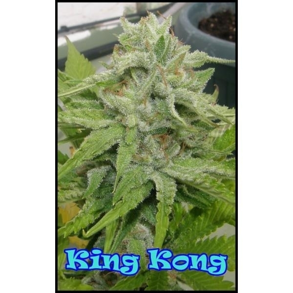 King Kong (Dr. Underground) feminizowane