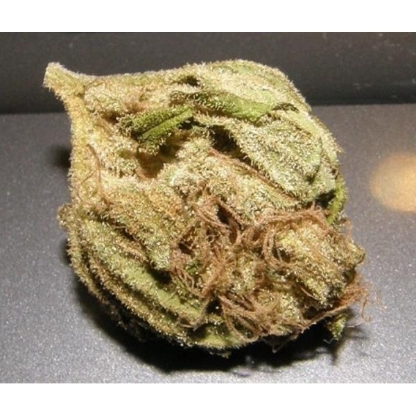 King Kong (Dr. Underground) feminizowane