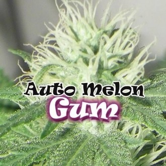 Auto Melon Gum (Dr. Underground) feminizowane