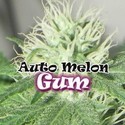 Auto Melon Gum (Dr. Underground) feminizowane