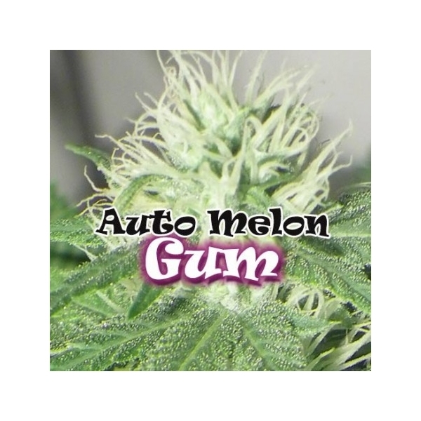 Auto Melon Gum (Dr. Underground) feminizowane