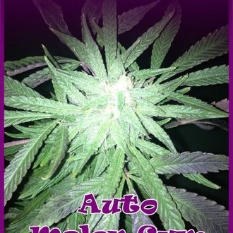Auto Melon Gum (Dr. Underground) feminizowane