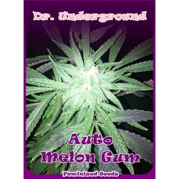 Auto Melon Gum (Dr. Underground) feminizowane