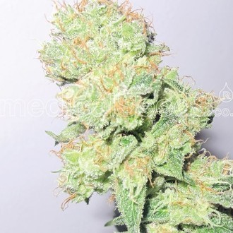 Y Griega CBD (Medical Seeds) feminizowane