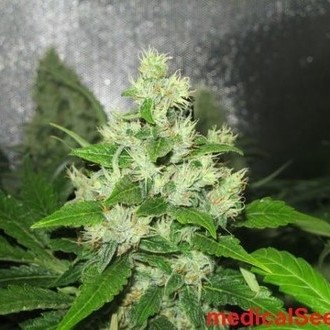 Y Griega CBD (Medical Seeds) feminizowane