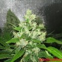 Y Griega CBD (Medical Seeds) feminizowane