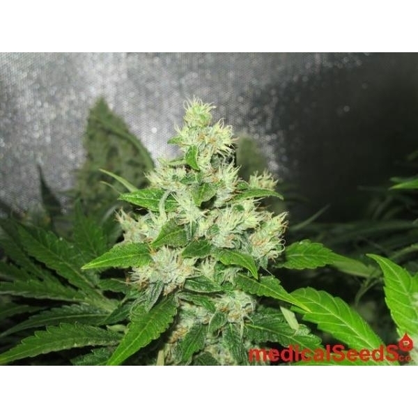 Y Griega CBD (Medical Seeds) feminizowane