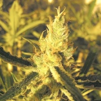 Y Griega CBD (Medical Seeds) feminizowane