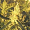 Y Griega CBD (Medical Seeds) feminizowane