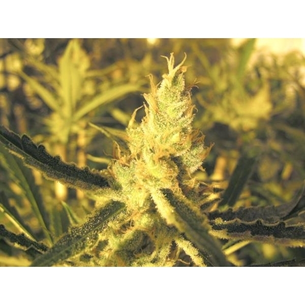 Y Griega CBD (Medical Seeds) feminizowane