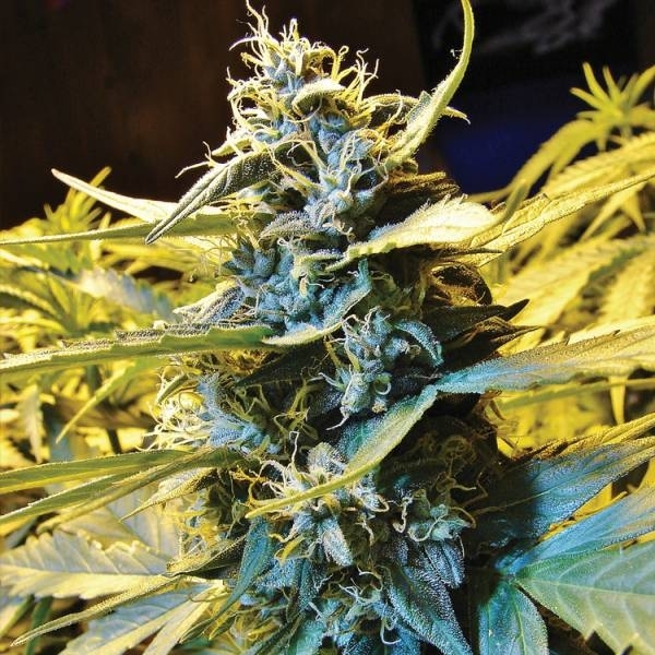 Auto Northern HOG (T.H.Seeds) feminizowane