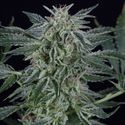 Critical Jack Automat (Silent Seeds) feminizowane