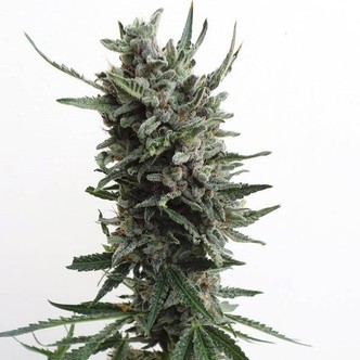 Auto Critical HOG (T.H.Seeds) feminizowane