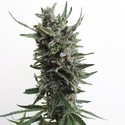 Auto Critical HOG (T.H.Seeds) feminizowane