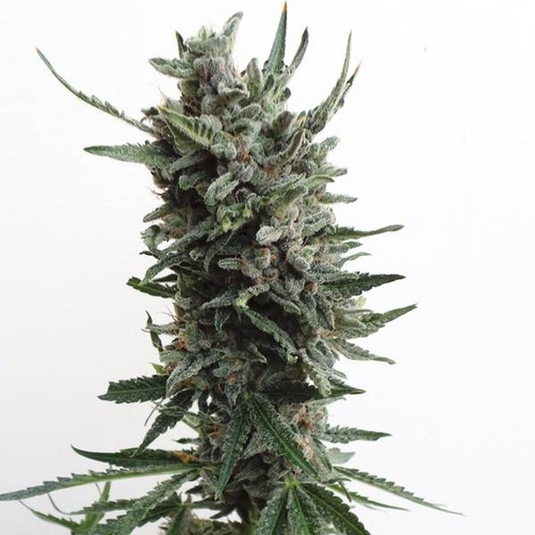 Auto Critical HOG (T.H.Seeds) feminizowane