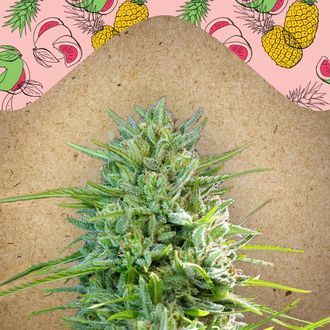 C99 (Female Seeds) feminizowane