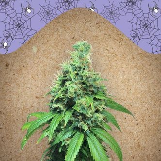 White Widow x Big Bud (Female Seeds) feminizowane