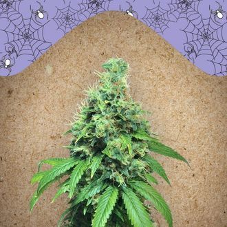 White Widow x Big Bud (Female Seeds) feminizowane