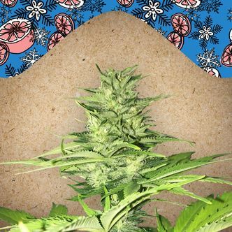 ICED Grapefruit (Female Seeds) feminizowane