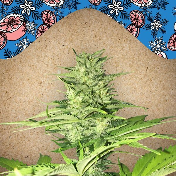 ICED Grapefruit (Female Seeds) feminizowane