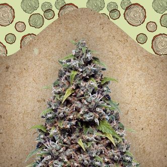 Pure AK (Female Seeds) nasiona marihuany feminizowane