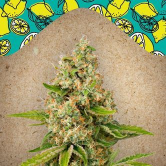 Lemon Kush (Female Seeds) feminizowane