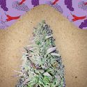Purple Maroc (Female Seeds) feminizowane