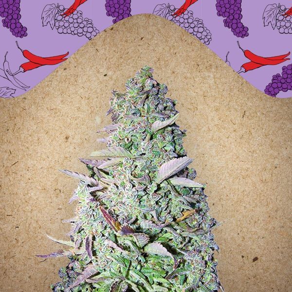 Purple Maroc (Female Seeds) feminizowane