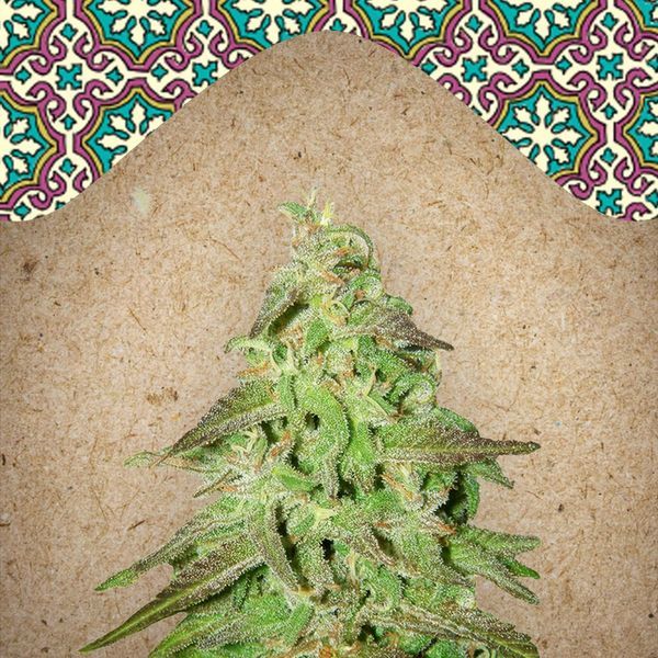Maroc (Female Seeds) feminizowane