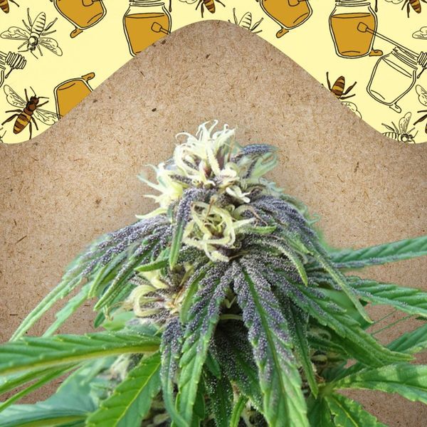 Easy Sativa (Female Seeds) feminizowane