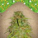 Auto Speed Bud (Female Seeds) feminizowane