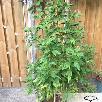 Frisian Duck (Dutch Passion) feminizowane