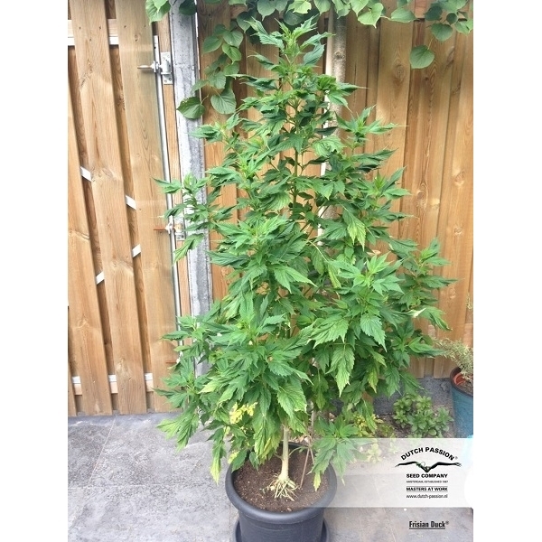 Frisian Duck (Dutch Passion) feminizowane