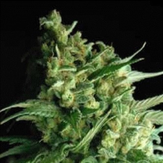 Double Bubble Berry (Sagarmatha Seeds) feminizowane