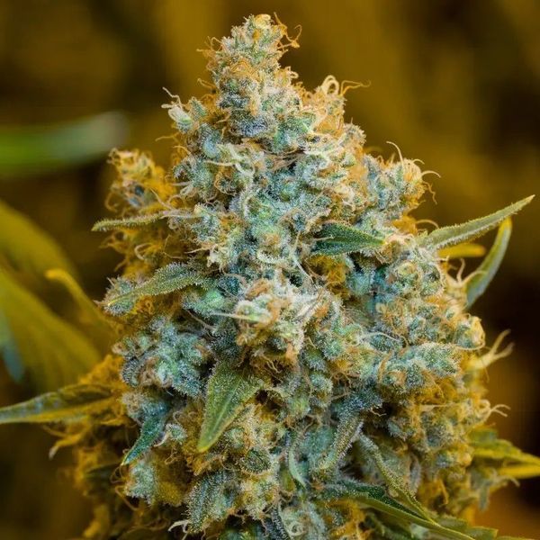 Critical Jack (Silent Seeds) feminizowane