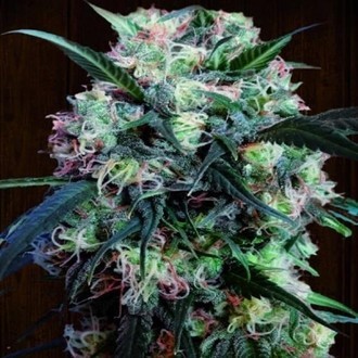 Kali China (ACE Seeds) feminizowane