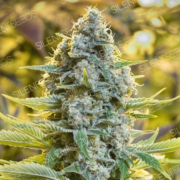 Moby Dick (Silent Seeds) feminizowane