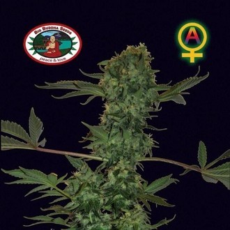Big Buddha Cheese Automat (Big Buddha Seeds) nasiona marihuany feminizowane
