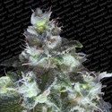 Original White Widow (Paradise Seeds) feminizowane