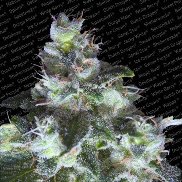 Original White Widow (Paradise Seeds) feminizowane