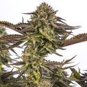 Zombie Kush (Ripper Seeds) feminizowane