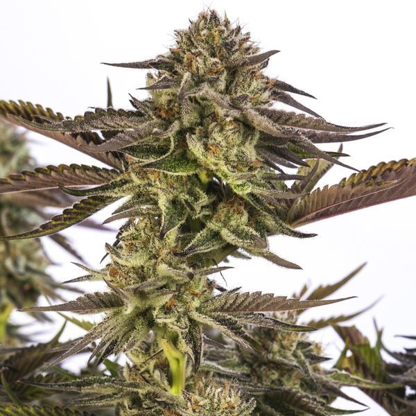 Zombie Kush (Ripper Seeds) feminizowane